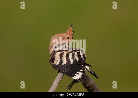 Hoopoe eurasien (Upupa epops epops) au printemps en Hongrie. Banque D'Images