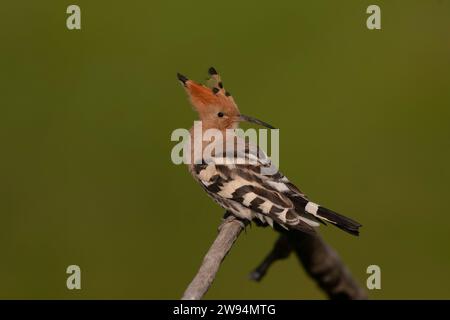 Hoopoe eurasien (Upupa epops epops) au printemps en Hongrie. Banque D'Images