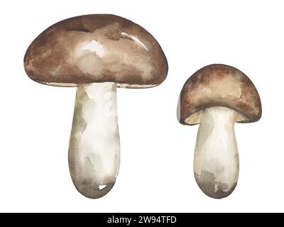 Illustration de champignons à l'aquarelle, ensemble de cliparts de champignons de huileur, éléments dessinés à la main Banque D'Images