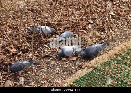 Cinq pigeons gris cherchant de la nourriture dans des feuilles mortes brunes entre les branches à côté d'un tapis en plastique vert Banque D'Images