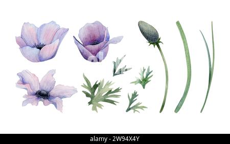 Collection de fleurs d'anémones violettes pastel avec tiges, feuilles et bourgeons ensemble d'illustrations aquarelles. Coquelicots à fleurs sauvages Banque D'Images