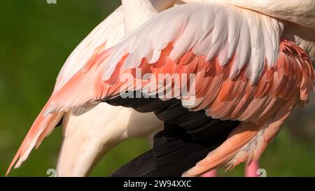 Gros plan de l'aile d'un flamant rose, présentant une palette de rose doux, de rose vibrant et de plumes noires profondes. Une étude de l'élégance aviaire. Banque D'Images