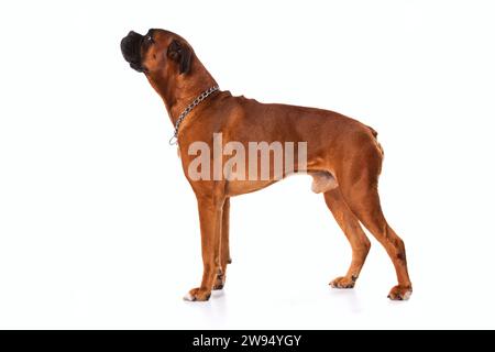 Chien boxer marron Banque D'Images