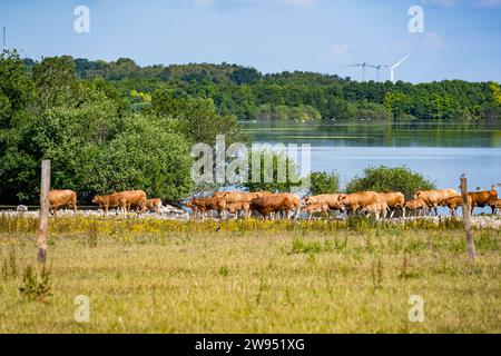 troupeau de vaches dans le champ Banque D'Images