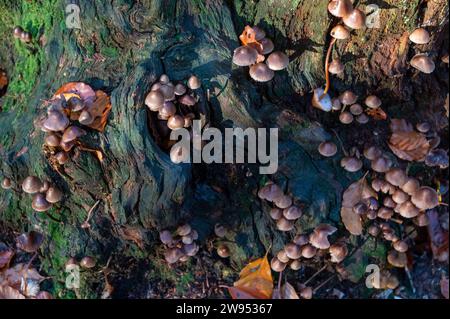 Tôt le matin, la lumière du soleil d'automne baigne sur un groupe de Mycena, un grand genre de petits champignons saprotrophes qui mesurent rarement plus de quelques centimètres en wi Banque D'Images