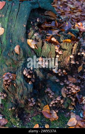 Tôt le matin, la lumière du soleil d'automne baigne sur un groupe de Mycena, un grand genre de petits champignons saprotrophes qui mesurent rarement plus de quelques centimètres en wi Banque D'Images