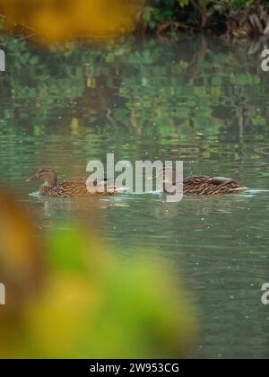 Canard colvert nager dans un lac à le Grazie, Mantoue, Italie dans la saison automne photographie haute résolution Banque D'Images