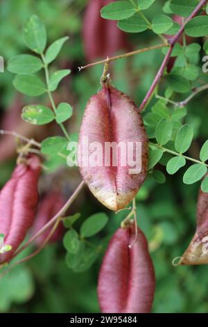 Plante de séné de vessie, Colutea arborescens, gousses de graines en gros plan avec un fond flou de feuilles. Banque D'Images