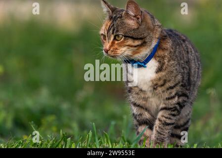 Un chat portant un col bleu debout sur une pelouse verte. Banque D'Images