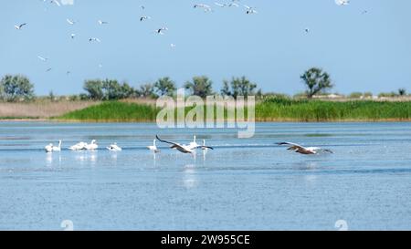 Des pélicans volant bas au-dessus de l'eau du lac, un troupeau de cygnes blancs nageant sur le lac, de nombreux mouettes volant dans le ciel dans une réserve ukrainienne. Banque D'Images