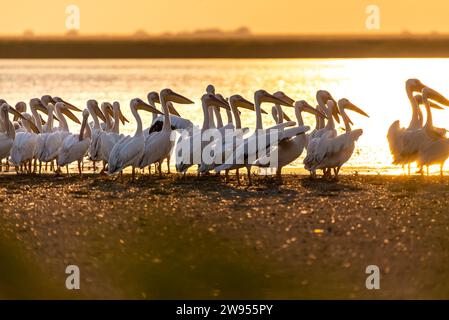 Troupeau de pélicans roses pataugeant dans les eaux peu profondes au coucher du soleil. Banque D'Images