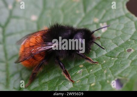 Gros plan naturel sur une abeille maçon européenne femelle à cornes, Osmia cornuta nectaring sur une feuille verte Banque D'Images