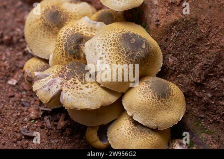 vue macro en gros plan d'un groupe de champignons surgissant après la pluie d'automne, l'état humide et frais après la pluie fournissent un environnement idéal pour leur croissance Banque D'Images