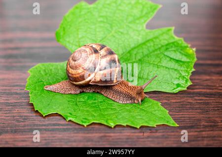 Un escargot de raisin rampe le long d'une feuille de raisin couchée sur une surface en bois. Banque D'Images