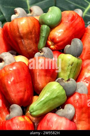 Noix de cajou Anacardium occidentale fruits mûrs et drupes attachées qui contiennent la graine comestible à Tobago Banque D'Images