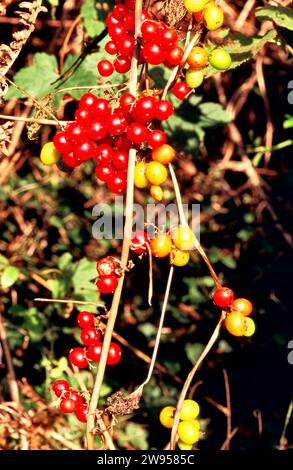 Fruits colorés de la Bryony Noire dioscorea communis Banque D'Images