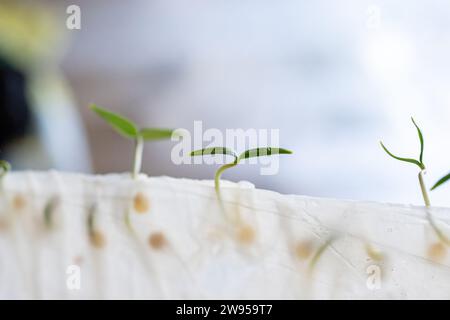 Germé à partir de graines dans du papier toilette, des germes de poivre microvert. Méthodes de germination des graines à la maison. Préparation au travail dans le jardin. Croissance v Banque D'Images