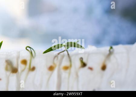 Germé à partir de graines dans du papier toilette, des germes de poivre microvert. Méthodes de germination des graines à la maison. Préparation au travail dans le jardin. Croissance v Banque D'Images