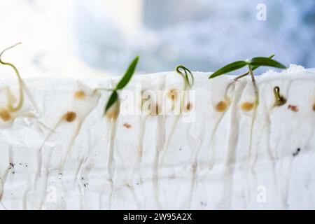 Germé à partir de graines dans du papier toilette, des germes de poivre microvert. Méthodes de germination des graines à la maison. Préparation au travail dans le jardin. Croissance v Banque D'Images