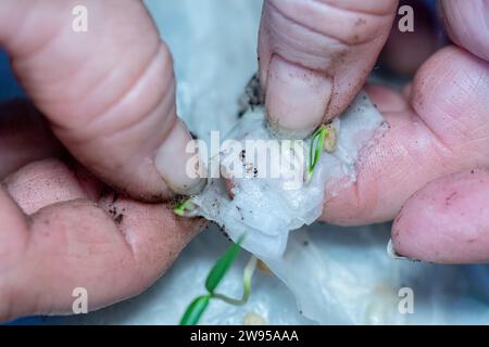 Agriculteur prenant des graines germées à partir de papier toilette après germination partie de la série Banque D'Images