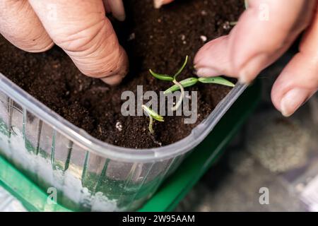 Les mains d'un agriculteur plantant des plants ont germé à partir de graines dans le sol dans des récipients en plastique faisant partie de la série Banque D'Images