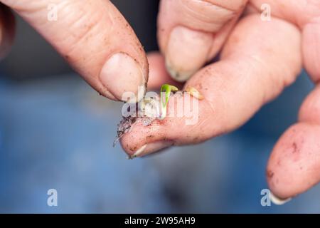 Agriculteur prenant des graines germées à partir de papier toilette après germination partie de la série Banque D'Images