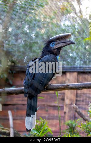 Majestueux bec noir en Casqué, Ceratogymna atrata, orne les auvents africains de son impressionnant écrin. Un symbole de force et de nature sauvage, cette hor Banque D'Images