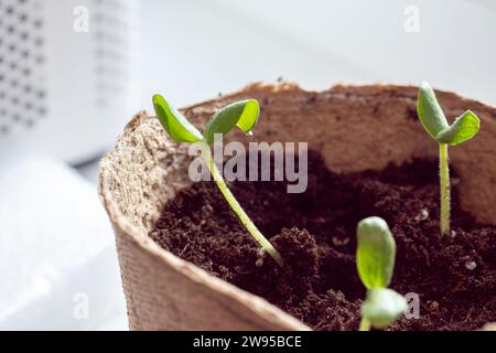 Les semis de courgettes sont transplantés dans le sol après la germination des graines. Cultiver des légumes durables pour les végétaliens et les végétariens faisant partie de la série Banque D'Images