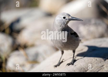 Le casse-noisette de Clark (Nucifraga columbiana) repose sur un rocher. Parc national Banff, Alberta, Canada. Banque D'Images