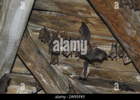 Petite chauve-souris en fer à cheval (Rhinolophus hipposideros), accrochée au mur en bois dans le grenier, Thuringe, Allemagne Banque D'Images