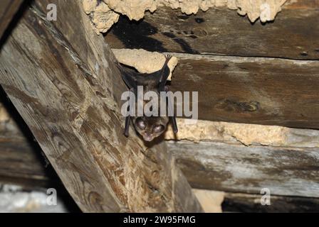 Petite chauve-souris en fer à cheval (Rhinolophus hipposideros), accrochée au mur en bois dans le grenier, Thuringe, Allemagne Banque D'Images