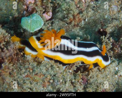 Escargot d'Afrique (Chromodoris africana), site de plongée du parc national de la baie de Sodwana, réserve marine de Maputaland, KwaZulu Natal, Afrique du Sud Banque D'Images