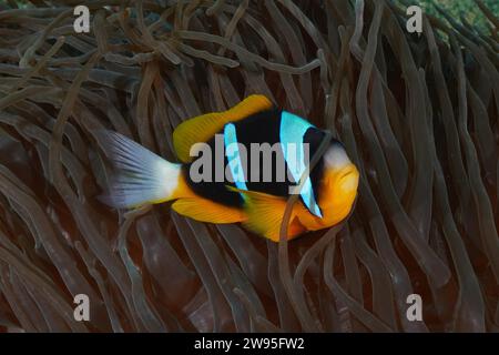 Poisson clown d'Allard (Amphiprion allardi) dans son anémone de mer, site de plongée Sodwana Bay National Park, réserve marine Maputaland, KwaZulu Natal, Sud Banque D'Images