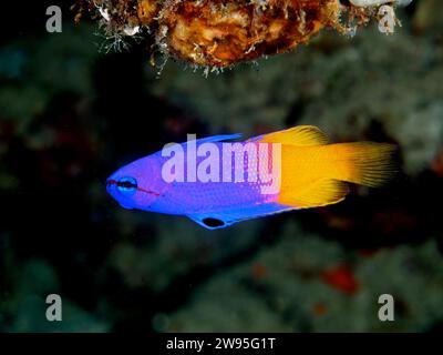 Gramma royale (Gramma loreto), site de plongée Coral Garden, Puerto Viejo de Talamanca, Limon, Costa Rica, Caraïbes, Atlantique, Amérique centrale Banque D'Images