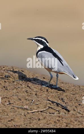 Pluvianus aegyptius adulte marchant au bord de l'eau Daboya, Ghana. Décembre Banque D'Images