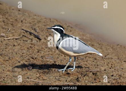 Pluvianus aegyptius adulte se tenant au bord des eaux Daboya, Ghana. Décembre Banque D'Images