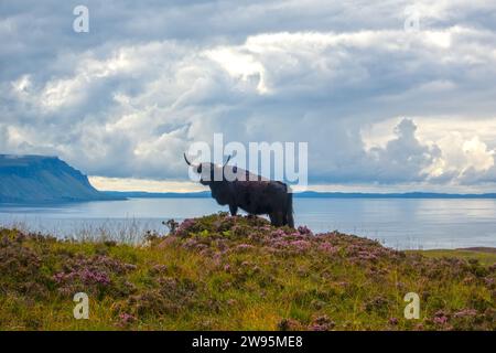 Highland Cattle on Ulva, île de Mull, Hébrides intérieures, Écosse, Royaume-Uni Banque D'Images