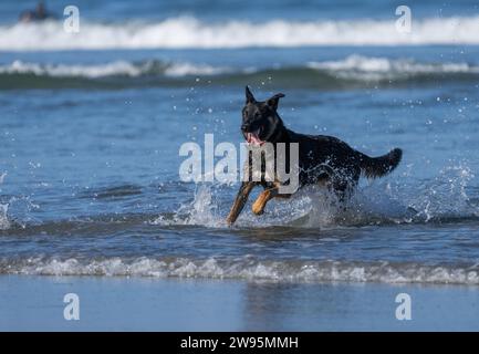Chien berger allemand courant et éclaboussant dans le surf à la plage Banque D'Images