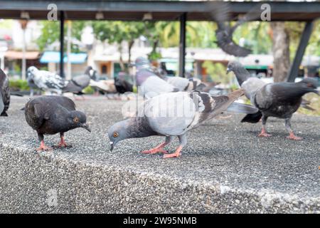 Les pigeons regardent vers le bas pour trouver de la nourriture dans le parc public. Photo d'un troupeau de pigeons sauvages avec mise au point sélective Banque D'Images
