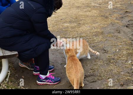 Femme en vêtements sombres nourrissant deux chats orange errants dans Jamsil Hangang Park Banque D'Images