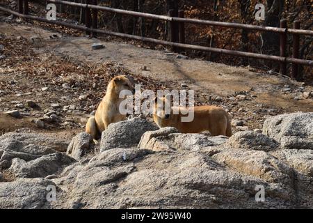 Deux chiens errants brun clair derrière quelques pierres dans le parc national de Bukhansan Banque D'Images