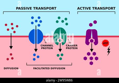 Transport membranaire cellulaire passif et actif. Diffusion, diffusion facilitée, transport des protéines avec ATP. Gradient de concentration élevé faible, faible et élevé. Illustration de Vecteur