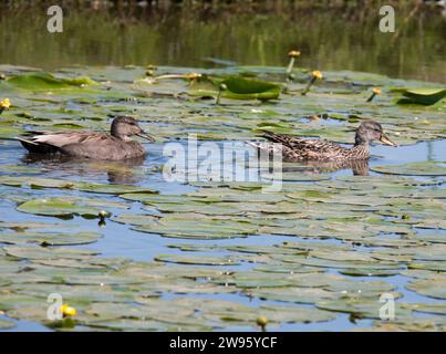 GADWALL Mareca strepera dans l'eau en été Banque D'Images