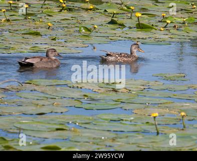 GADWALL Mareca strepera dans l'eau en été Banque D'Images