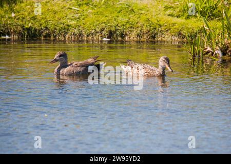 GADWALL Mareca strepera dans l'eau en été Banque D'Images