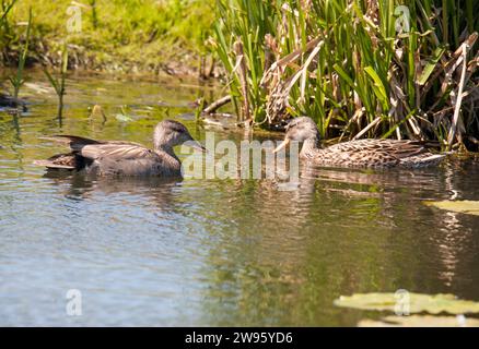 GADWALL Mareca strepera dans l'eau en été Banque D'Images