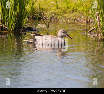 GADWALL Mareca strepera dans l'eau en été Banque D'Images