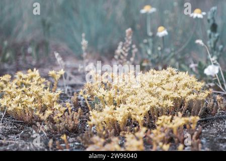 Floraison succulente avec des fleurs jaunes au printemps, poussant sur un rocher au milieu des herbes sauvages. Banque D'Images
