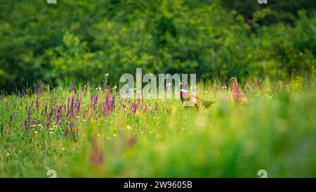 Paire de faisans sauvages, mâle et femelle, se cachant dans une prairie sauvage fleurie avec des herbes médicinales colorées. Banque D'Images