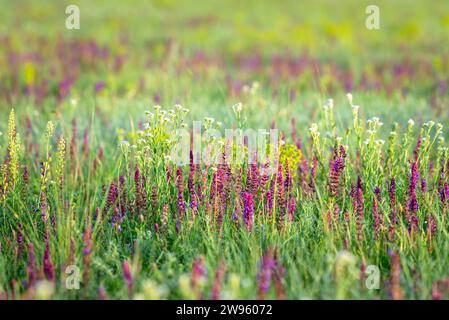 Prairie sauvage fleurie avec des herbes médicinales colorées au printemps. Banque D'Images